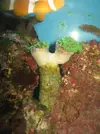 [TodoMarino.com] mis nuevos zoos
