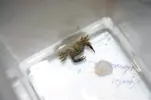 [TodoMarino.com] cangrejo bueno o malo : ayuda