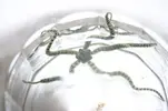 [TodoMarino.com] Identificación Ophiura