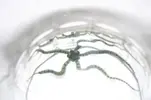 [TodoMarino.com] Identificación Ophiura