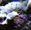 [TodoMarino.com] Baño de agua dulce para clavularia