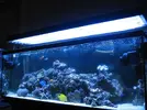 [TodoMarino.com] Colocar bombas en este acuario 300l