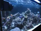 [TodoMarino.com] Colocar bombas en este acuario 300l