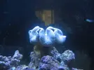 [TodoMarino.com] Colocar bombas en este acuario 300l