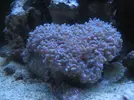 [TodoMarino.com] Colocar bombas en este acuario 300l