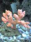 [TodoMarino.com] Dudas sobre invertebrados