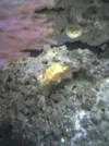 [TodoMarino.com] Dudas sobre invertebrados