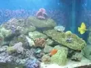 [TodoMarino.com] El Acuario del Comet