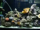 [TodoMarino.com] mi acuario de 8 meses