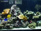 [TodoMarino.com] mi acuario de 8 meses