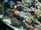 [TodoMarino.com] mi acuario de 8 meses