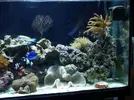[TodoMarino.com] mi acuario de 8 meses