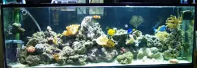 [TodoMarino.com] mi acuario de 8 meses