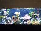 [TodoMarino.com] mi acuario despues de 2 meses