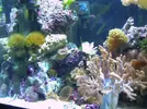 [TodoMarino.com] mi acuario despues de 2 meses