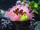 [TodoMarino.com] mi acuario despues de 2 meses