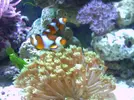 [TodoMarino.com] mi acuario despues de 2 meses