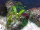 [TodoMarino.com] mi acuario