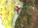[TodoMarino.com] mi acuario
