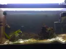 [TodoMarino.com] mi acuario
