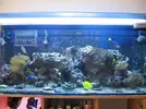 [TodoMarino.com] mi acuario