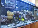 [TodoMarino.com] mi acuario