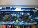 [TodoMarino.com] mi acuario