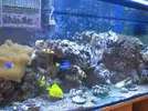[TodoMarino.com] mi acuario