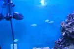 [TodoMarino.com] mi acuario de 200l opiniones sobre el skimmer