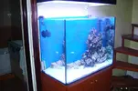 [TodoMarino.com] mi acuario de 200l opiniones sobre el skimmer
