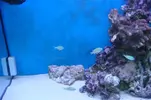 [TodoMarino.com] mi acuario de 200l opiniones sobre el skimmer