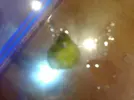 [TodoMarino.com] ¿ que es esto?