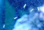 [TodoMarino.com] Crustaceos(¿?) blancos en acuario ciclando