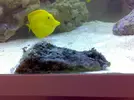 [TodoMarino.com] mis animalitos