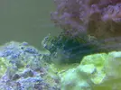 [TodoMarino.com] mis animalitos