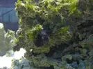 [TodoMarino.com] especie de mucosidad en la roca viva
