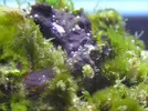[TodoMarino.com] especie de mucosidad en la roca viva