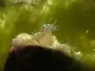 [TodoMarino.com] Primer acuario, primeras dudas...