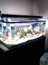 [TodoMarino.com] Nuevo Acuario De 240 Lts