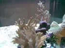 [TodoMarino.com] The TOMMY´s Reef