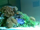 [TodoMarino.com] The TOMMY´s Reef