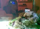 [TodoMarino.com] The TOMMY´s Reef