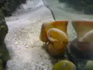 [TodoMarino.com] Necesito ayuda urgente con acuario-plaga