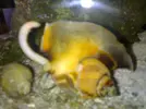 [TodoMarino.com] Necesito ayuda urgente con acuario-plaga