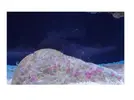 [TodoMarino.com] Venga..decidme que bicho es???