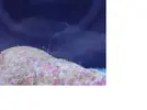 [TodoMarino.com] Venga..decidme que bicho es???