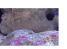 [TodoMarino.com] Venga..decidme que bicho es???