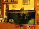 [TodoMarino.com] Vendo Mi Acuario Panorámico