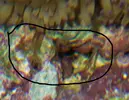 [TodoMarino.com] Aiptasia o coral?
