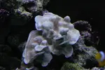 [TodoMarino.com] Heliopora coerulea se blanquea...